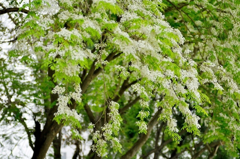 Video: Ngắm hoa sưa tinh khôi phủ trắng góc phố Hà Nội