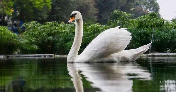 Đàn thiên Nga tại hồ Thiền Quang sau 5 năm nuôi thí điểm