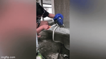 Video: Nghẹt thở khoảnh khắc người đàn ông cứu rắn bị mắc lưới Video: Nghet tho khoanh khac nguoi dan ong cuu ran bi mac luoi