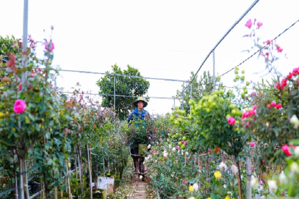 Hà Nội: Người dân trồng hoa Mê Linh tất bật vào vụ Tết