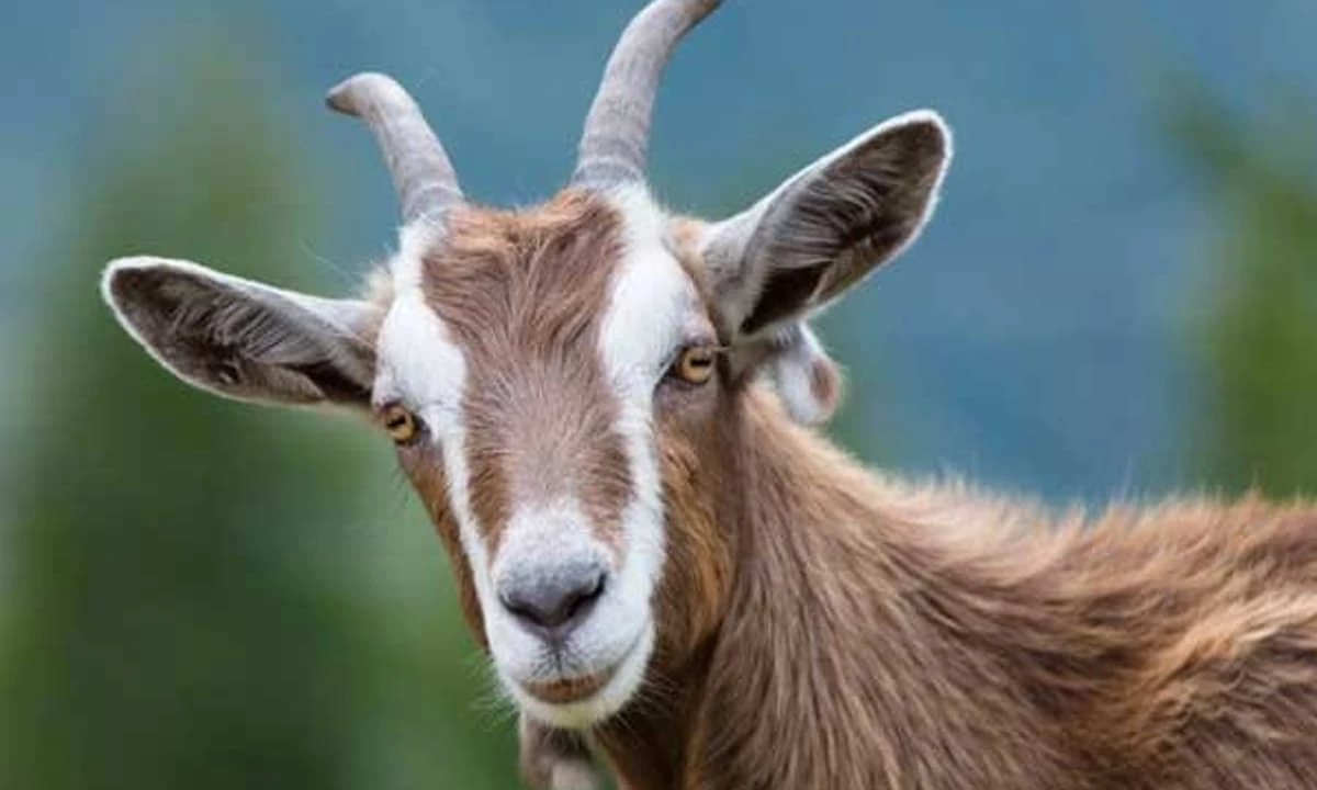 Vận đen đeo bám, 3 con giáp làm gì cũng hỏng cuối tuần này (27/8-28/8)