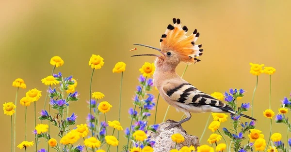 4 con giáp có bước ngoặt lớn, năm mới thăng tiến, phát tài