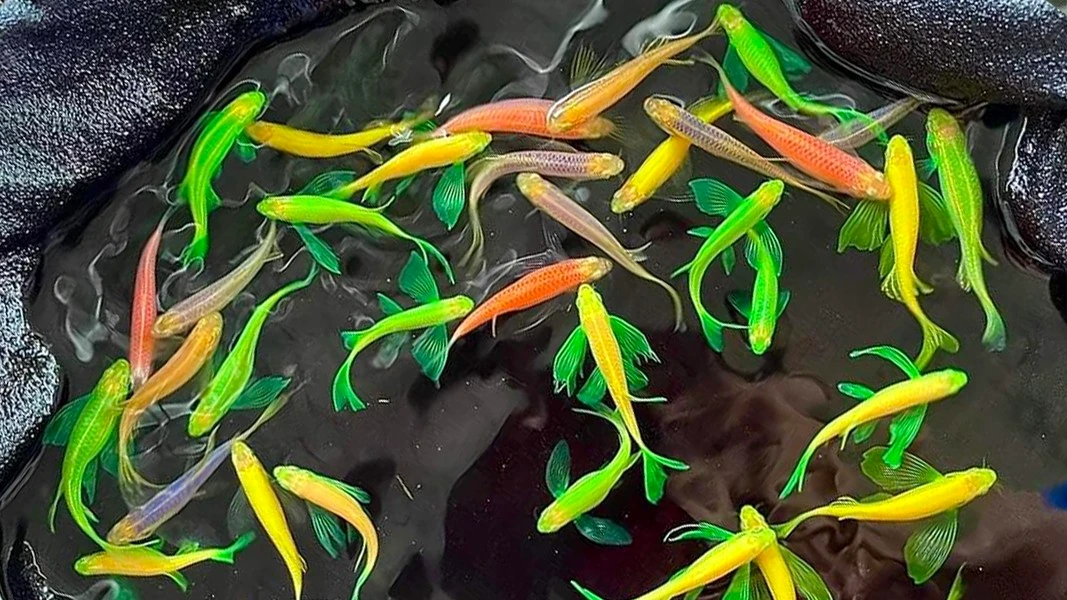 Loài cá cảnh duy nhất được đưa lên trạm vũ trụ