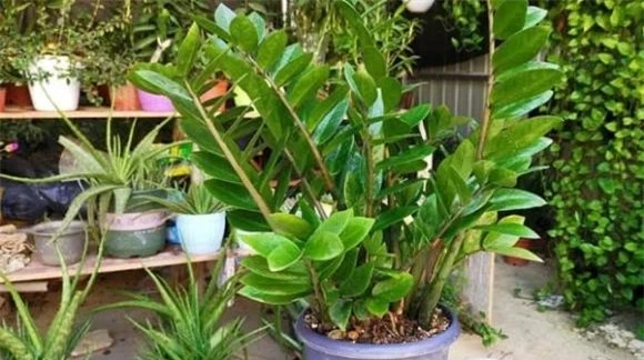 6 loại cây trồng trong nhà hút tài lộc, không khí trong lành