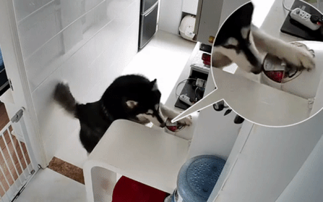 Ngỡ ngàng cảnh tượng chú chó "đứng bếp" giúp cậu chủ nấu cơm Ngo ngang canh tuong chu cho