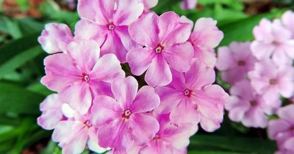 3 con giáp càng gần Tết Giáp Thìn càng nhiều tiền của