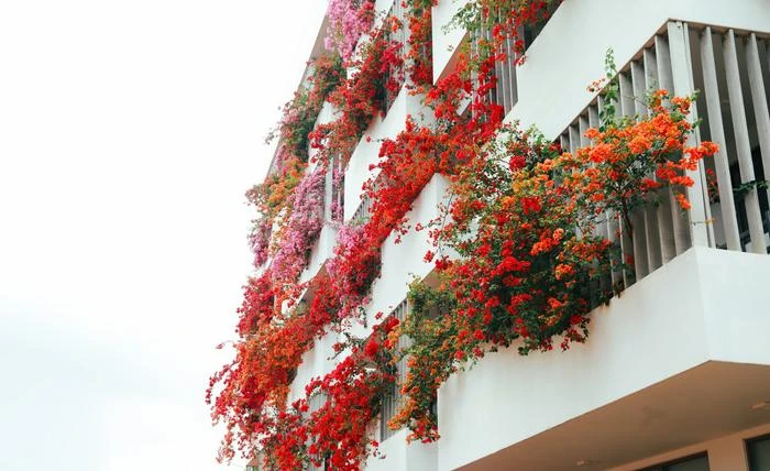 Hoa giấy nở rộ trong nắng hè, nên thơ ở ĐH FPT Đà Nẵng