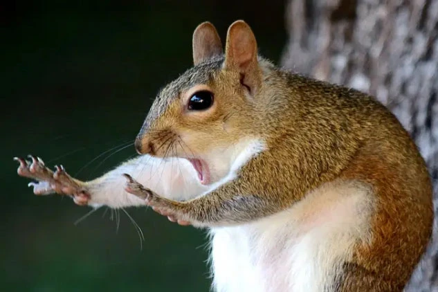 Ngắm những khoảnh khắc độc nhất vô nhị của các loài động vật