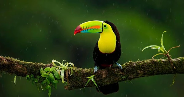 Tháng 7 Âm lịch cầu may tránh ác: 3 con giáp phát tài nhanh chóng