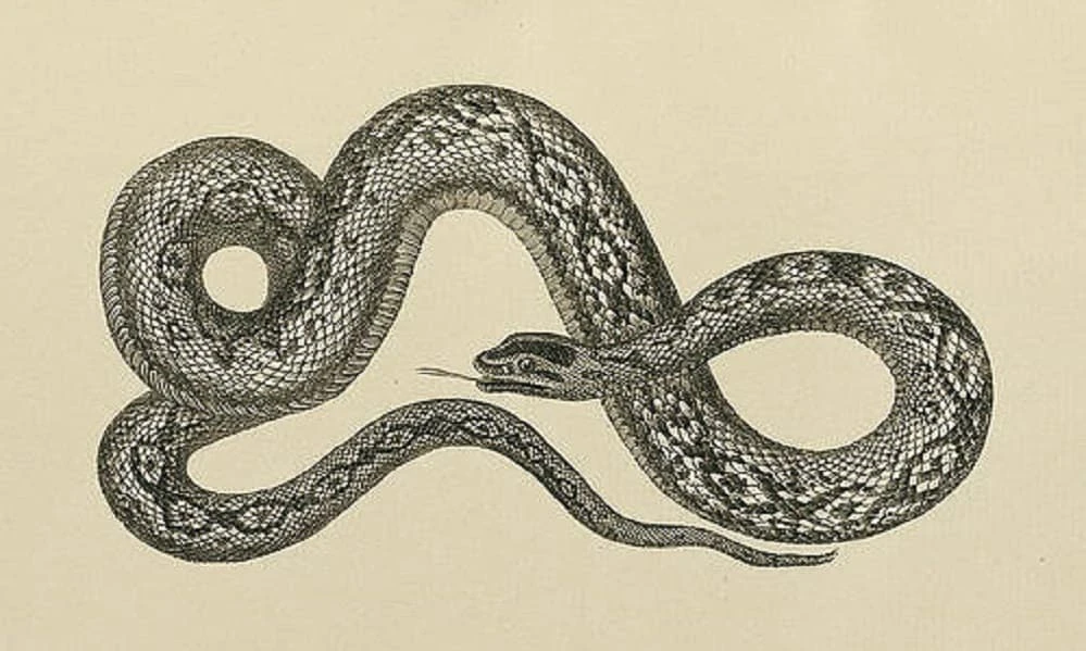 Tử vi tuần mới (1/8 - 7/8): top 3 con giáp phú vận lên hương