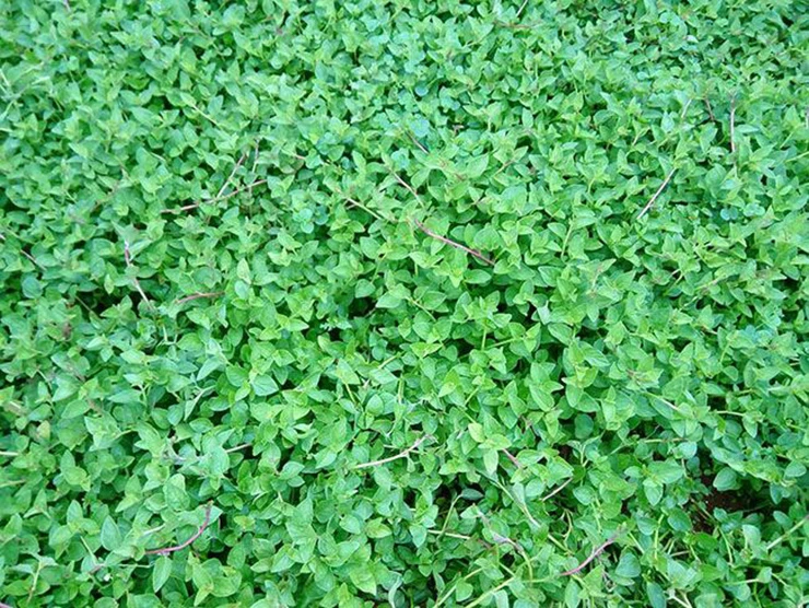 Cây dại thành đặc sản, dân trồng 2 tháng bán 120.000 đồng/kg