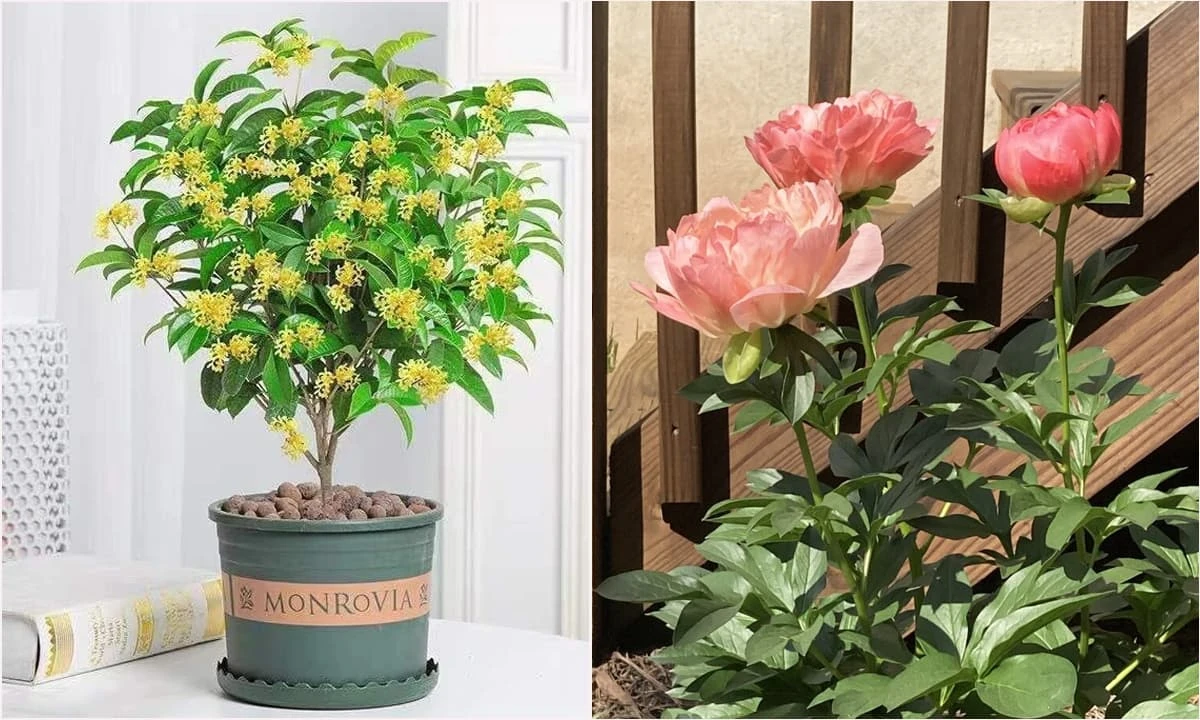 3 loại hoa mang vận may, tài lộc vào nhà cực nhanh