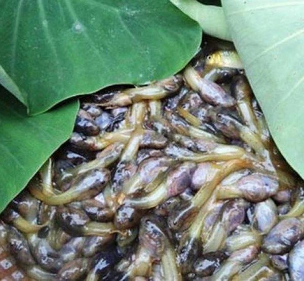 Kinh hãi với đặc sản hiếm có ở Thanh Hóa, giá 90.000 đồng/kg