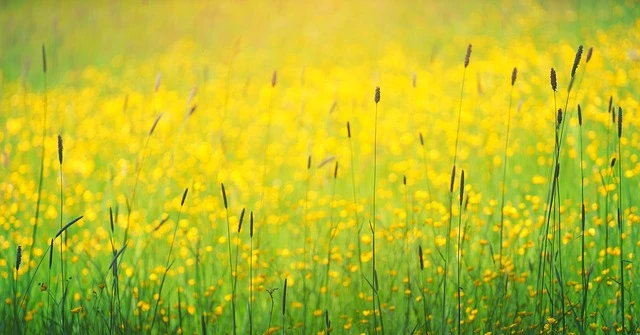 Kết thúc năm 2022 đầy may mắn, 4 con giáp tiền bạc rủng rỉnh