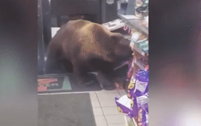 "Vị khách" đầy lông lá giữa đêm ghé cửa hàng tiện lợi "Vị khách" đầy lông lá giữa đêm ghé cửa hàng tiện lợi ảnh 1