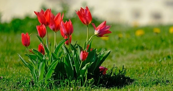 Tháng cô hồn ai xui mặc ai: 3 con giáp may mắn, bình an