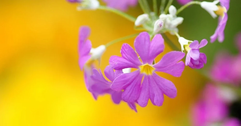 3 con giáp luôn biết cách làm giàu, hậu vận ắt no đủ