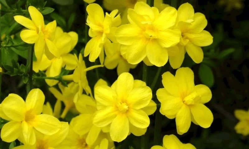 Sau 40 tuổi, 3 con giáp này tài lộc ngày càng vượng phát