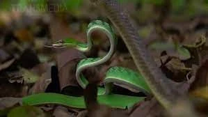 Kỳ lạ người Bajun đánh bắt hải sản bằng cá ma cà rồng