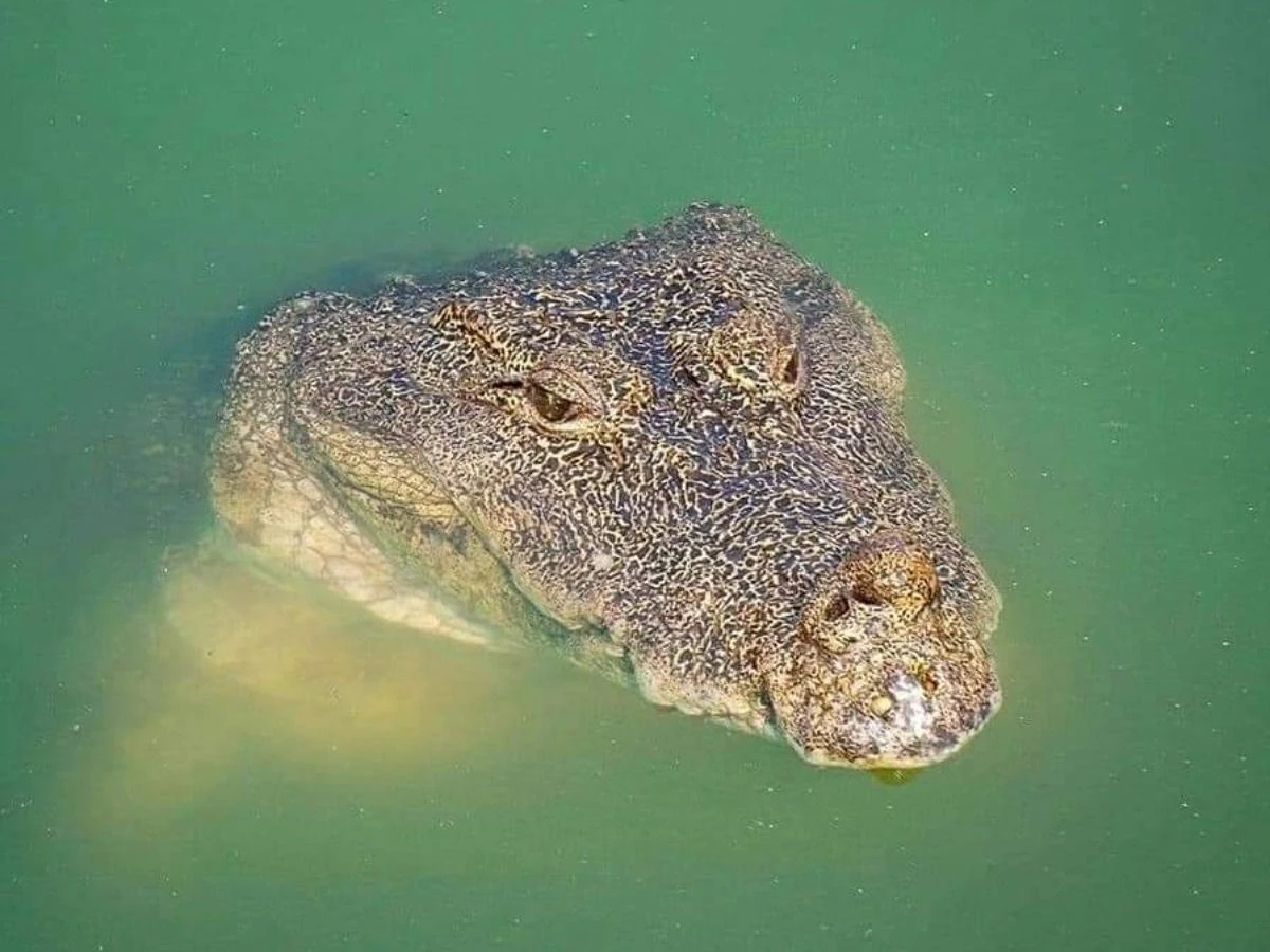 Cá sấu ăn chay 75 tuổi qua đời