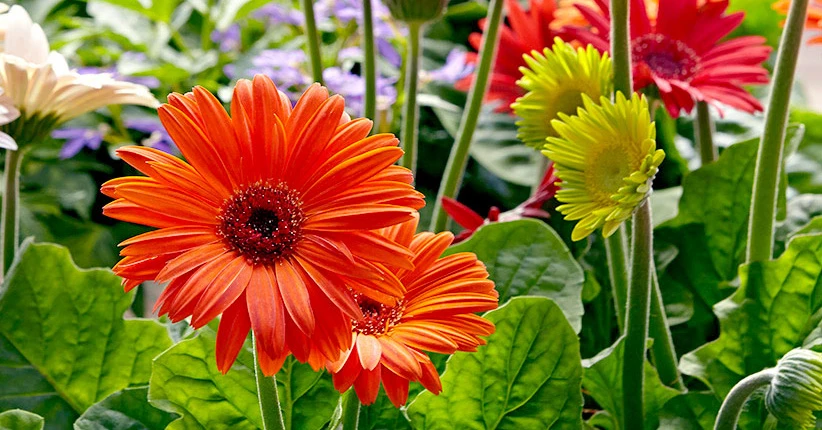 Từ giờ tới hết tháng 4/2022: 3 con giáp thoát mọi tai ương, bạc tiền sung túc