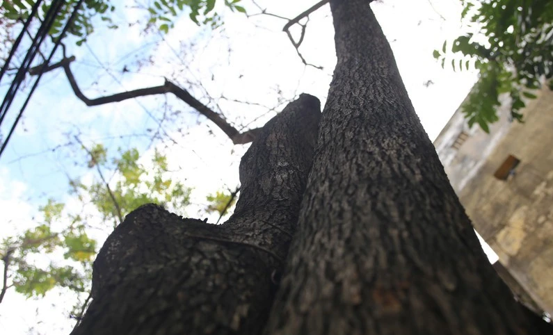 Hàng sưa đỏ quý hiếm hơn 30 tuổi ở Hà Nội bất ngờ rụng lá chết dần