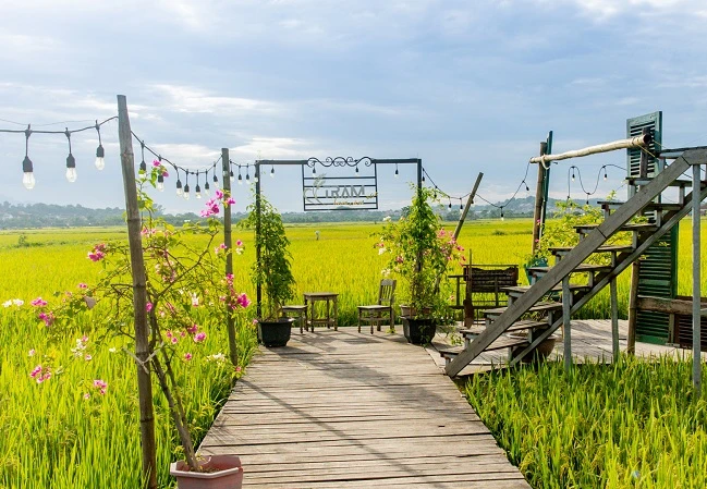 Quán cà phê giữa đồng hút bạn trẻ check-in giữa mùa lúa chín