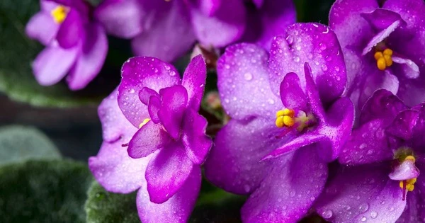 Cây cảnh bé xíu trồng trong nhà hút năng lượng tích cực, ai cũng thích