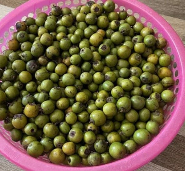 Loại quả dại trước rụng đầy rừng giờ thành đặc sản