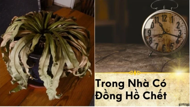 Nhà có 3 thứ này, vứt ngay kẻo rước họa vào người