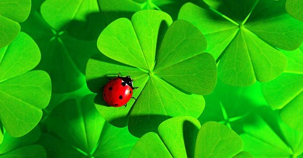 Gia đình có 3 con giáp này không lo cãi vã, tài lộc dư dả