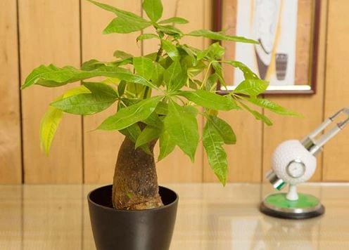Top 5 cây phong thủy để bàn giúp dân công sở tài lộc ‘ầm ầm’