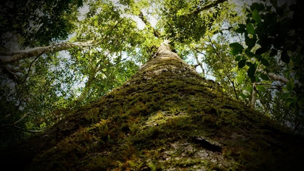 Cây quý hiếm trong Sách đỏ chỉ có ở VN: Sống cùng thời khủng long!