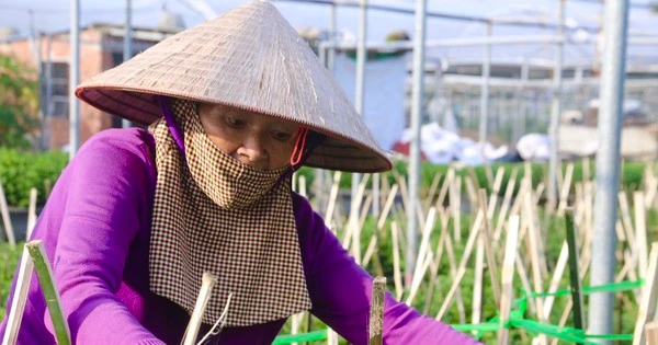 Làng hoa lớn nhất Đà Nẵng tất bật ngày đêm chăm vụ hoa Tết