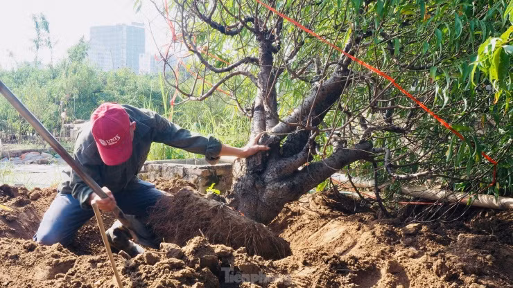 Hà Nội: Kiếm bạc triệu mỗi ngày từ việc đi đánh gốc đào thuê