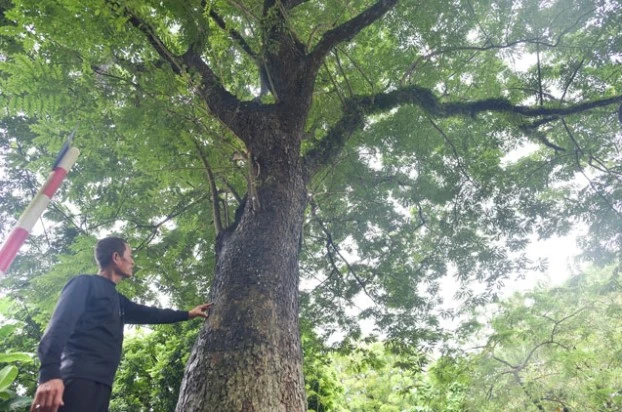 Cây sưa hơn 100 tuổi ở HN: Giá 60 tỷ nhưng không bán