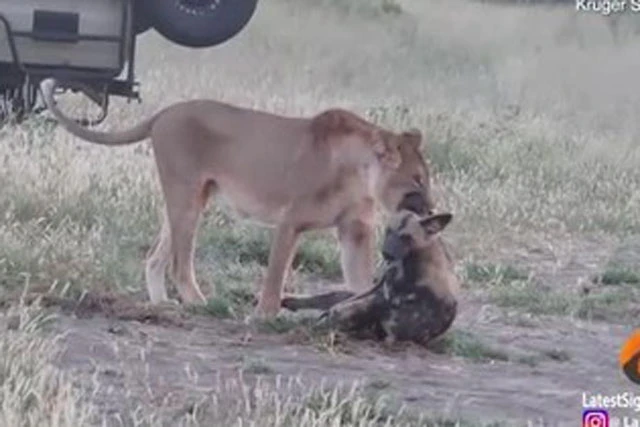 Video: Bị sư tử ngoạm chặt, chó hoang dùng chiêu qua mặt chạy thoát