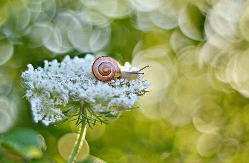 Chùm ảnh ấn tượng về loài ốc sên