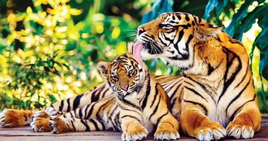 Mùa Đông năm nay, 3 con giáp thu nhập tăng cao, sự nghiệp thăng tiến