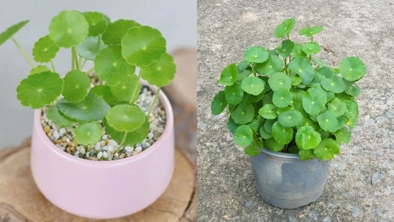 Những cây cảnh trồng trong nhà mang lại tài lộc tốt nhất