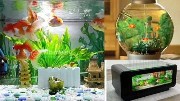 Nuôi 3 con này gia đình giàu có, chiêu tài hút lộc