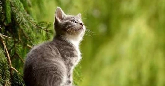 Tuần mới (16-22/1): 2 tuổi đứng trên núi vàng, 1 tuổi xui xẻo đủ đường