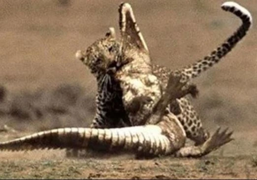 Cá sấu chết thảm trước nanh vuốt của báo hoa mai