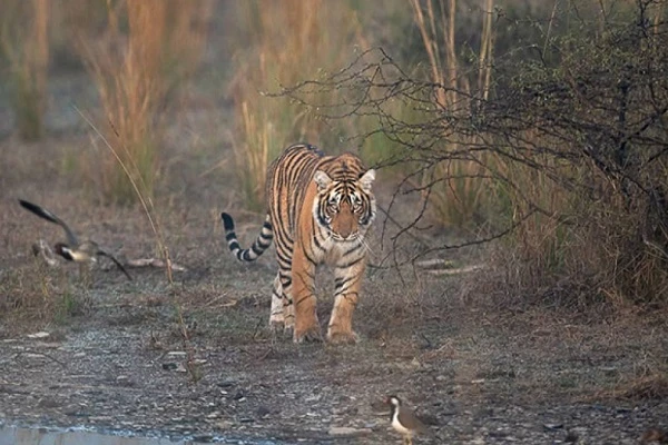 Cuộc sống của "chúa sơn lâm" dưới góc máy nhiếp ảnh gia Ấn Độ