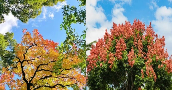 4 cây vào nhà, Tổ tiên phù hộ, nhà nào cũng nên trồng