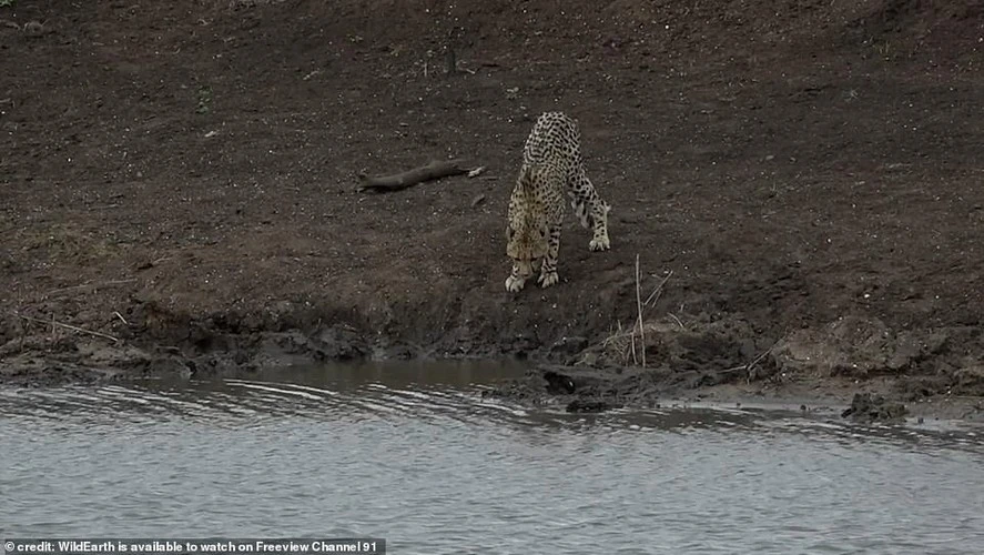 Chùm ảnh báo đốm mất mạng trước đòn bất ngờ của cá sấu 