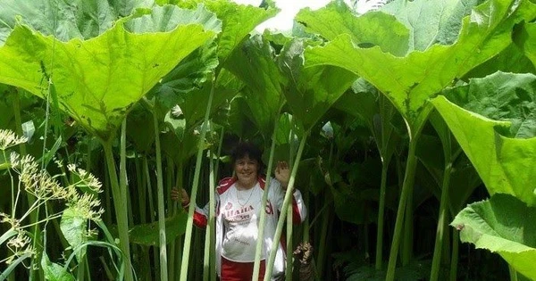 Vùng đất thần kỳ, cây cối khổng lồ, cứ như bước vào truyện cổ tích