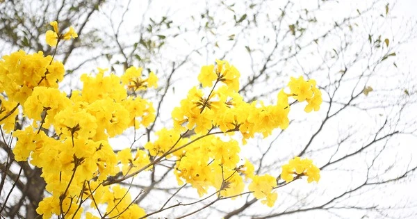 Hàng cây hoa vàng rực rỡ giữa mùa Xuân Hà Nội