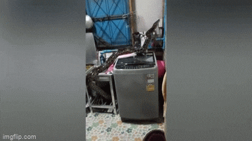 Video: Hoảng hồn phát hiện trăn khủng chui lên từ ống thoát nước