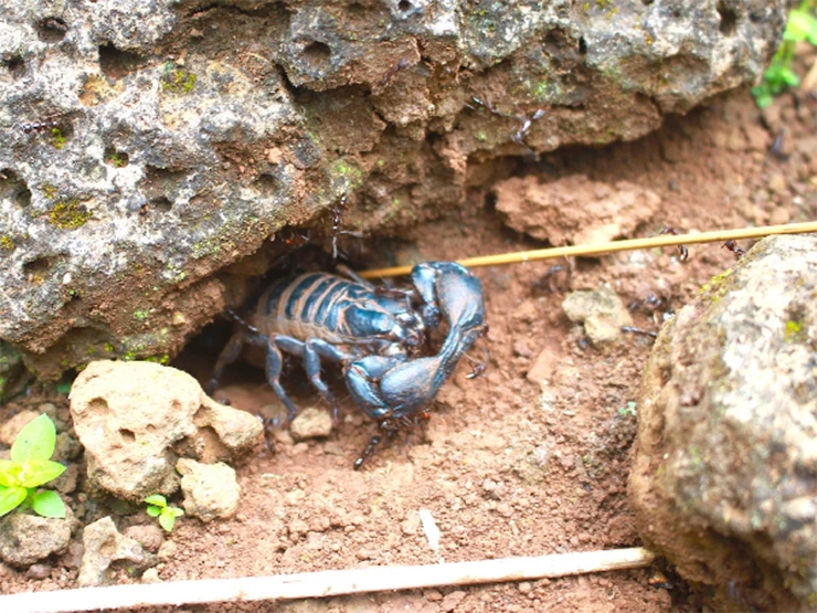 Loài nhìn đáng sợ ai cũng tránh xa không ngờ là đặc sản